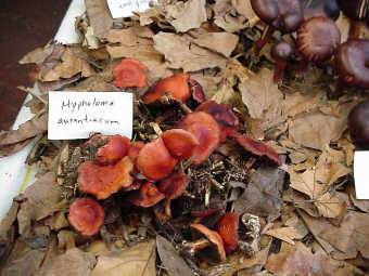 Hypholoma aurantiacum