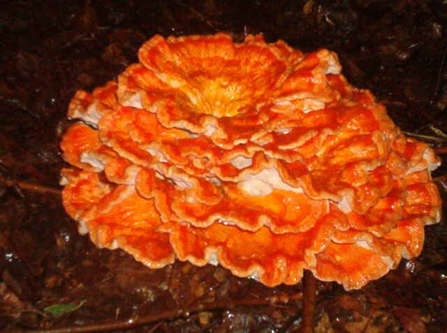 Laetiporus cincinnatus