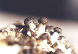 Mysterious 
clump