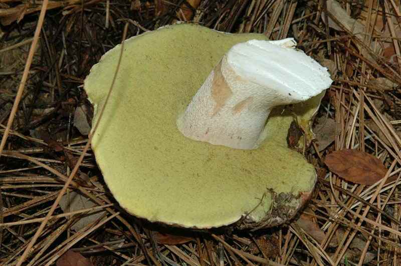 Boletus_edulis%282%29_Herman.jpg