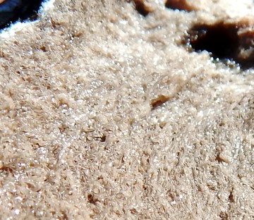 Close-up of a sliced Rhizopogon sp.