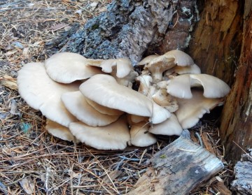 Pleurotus ostreatus (Oyster Mushrooms)