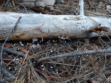Some Auricularia auricula (Tree Ears) on a log