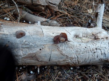 Two Tree Ears placed on top of the log
