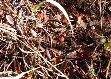 More beautiful tiny mushrooms