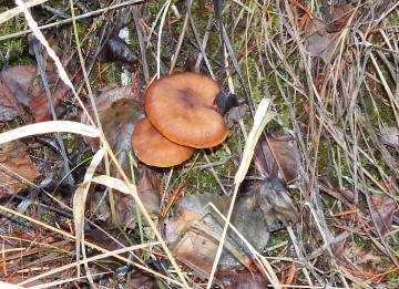 Armillaria sp. in creek side (honey mushroom)