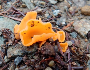 Aleuria aurantia (Orange Peel Mushroom)