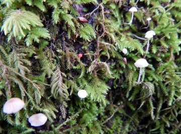 Beautiful tiny mushrooms in the moss of a tree