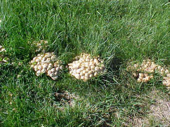 A group of clumps
