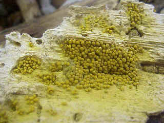 Mature Slime Mold