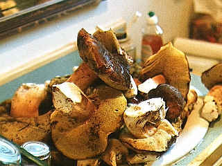 A sinkful of Boletes