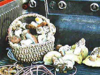 Truckfull of Boletes