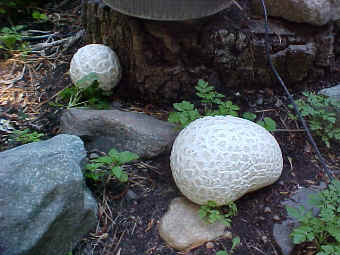 Calbovista subsculpta