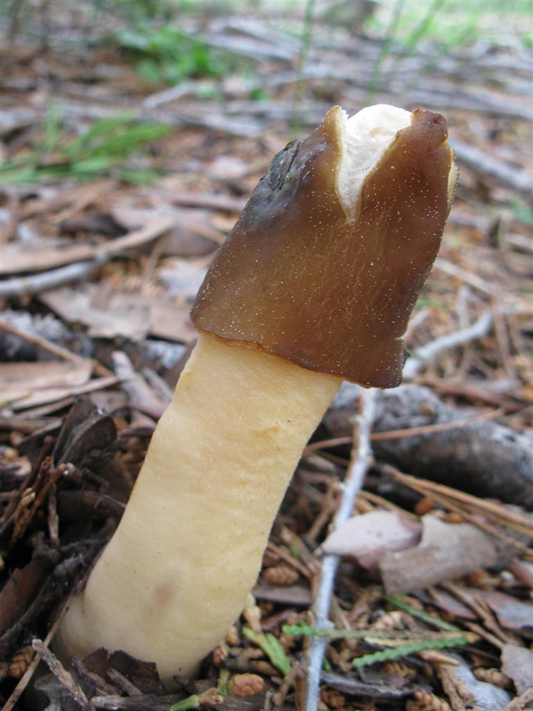 Dog Pecker Mushroom Pictures