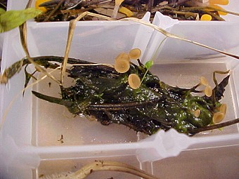 Sclerotinia veratri